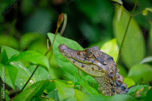 Bild auf Leinwand spectacled caiman baby