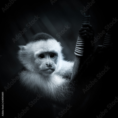 Photography portrait of a white throated capuchin monkey