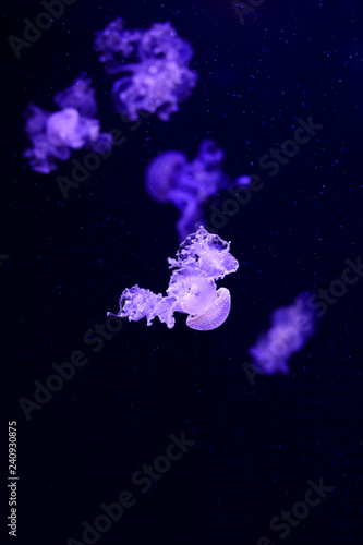 Beautiful jellyfish  medusa in the neon light with the fishes. Underwater life in ocean jellyfish. exciting and cosmic sight