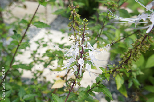 Orthosiphon Stamineus herb or java tee plant with flowers. Used as medicine ingredient in Asia.  photo