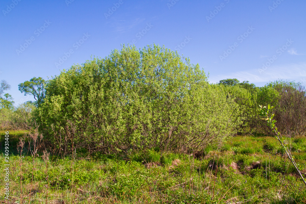 Wildlife near the forest in late spring in Sunny weather Wildlife near the forest in late spring in Sunny weather
