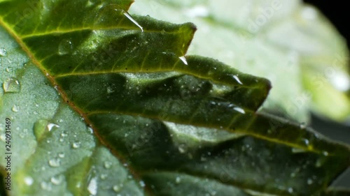 Leaves of hemp bush growing indoors