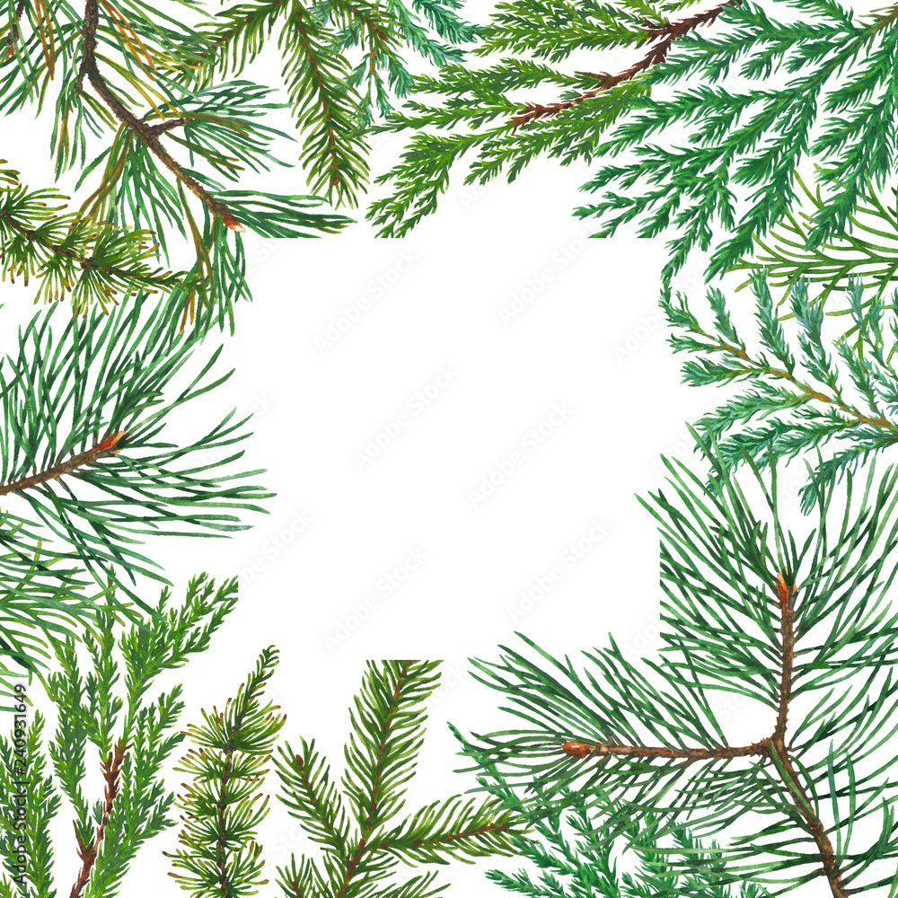 Christmas background. Watercolor conifer branches