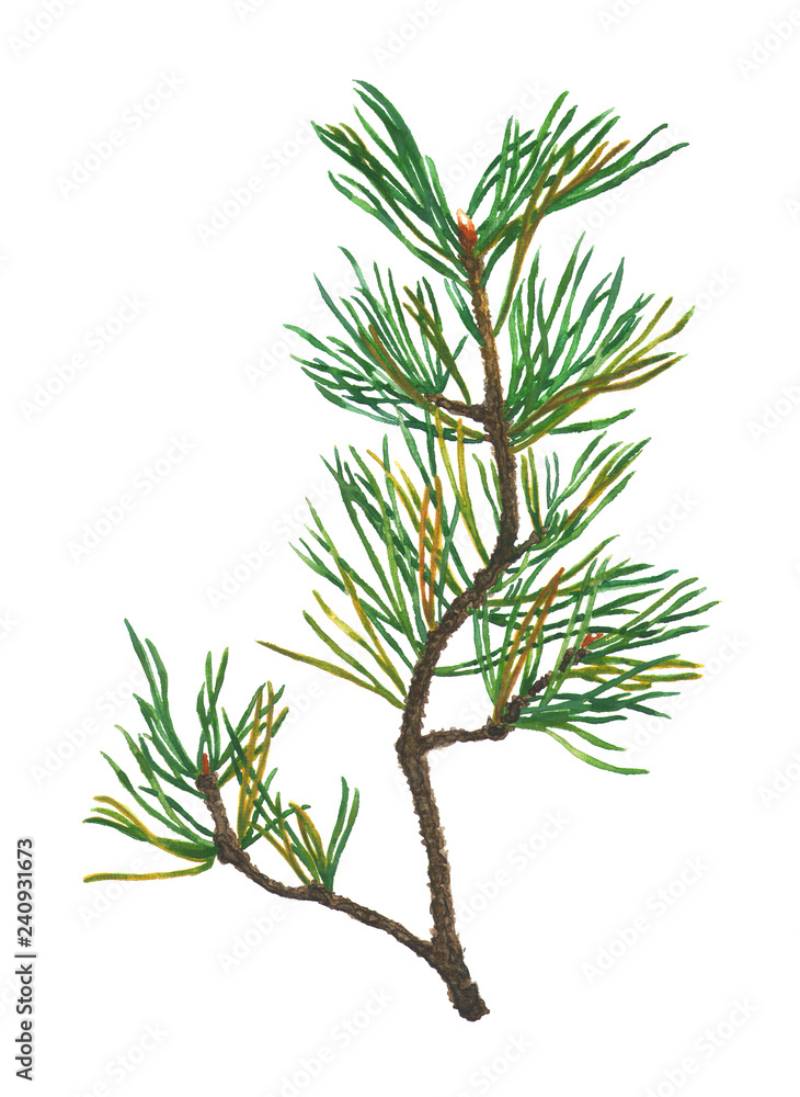 Watercolor Pine Tree Branch isolated on white Watercolor Pine Tree Branch isolated on white