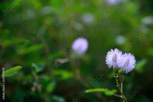 pink flowers circle on green nature background