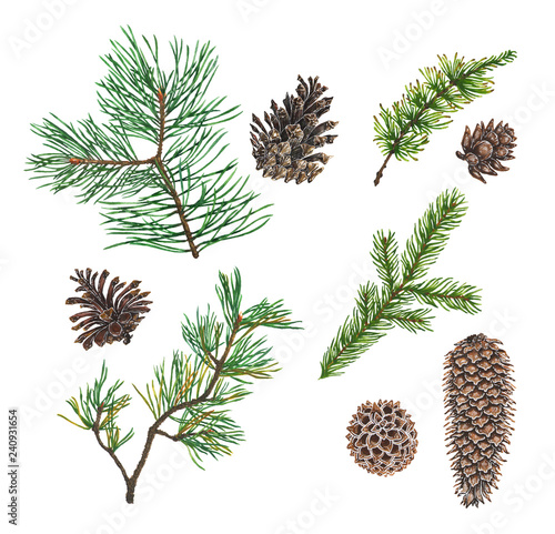 Christmas tree coniferous branch and cones art