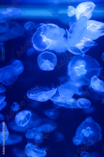 Beautiful jellyfish, medusa in the neon light with the fishes. Underwater life in ocean jellyfish. exciting and cosmic sight © Alexander