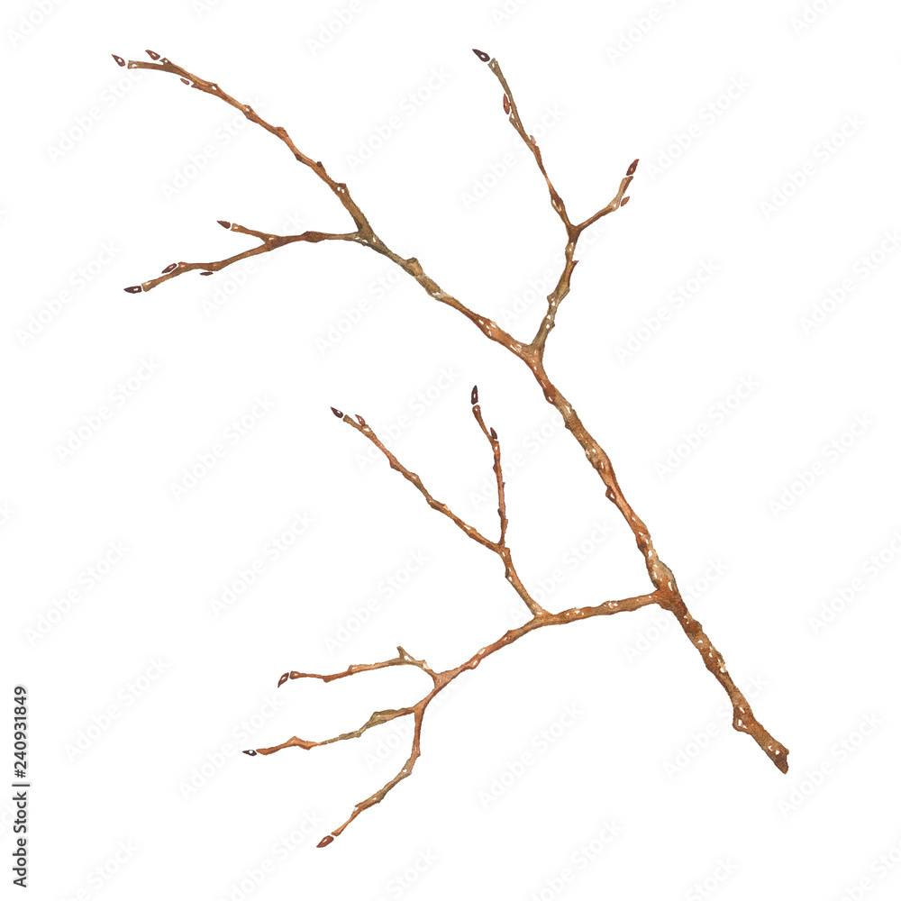 Fototapeta premium Tree branch isolated on white. Watercolor art