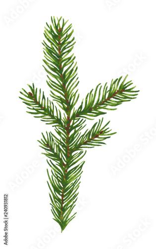 Watercolor Pine Tree Branch isolated on white