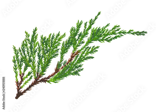 Watercolor Juniper Tree Branch isolated on white