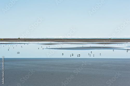 Kleine Vögel am Strand von Vik auf Island