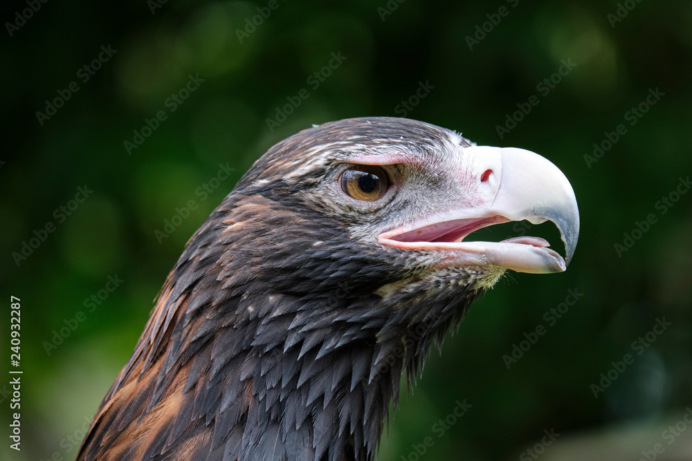 Fototapeta premium Large wedge-tailed eagle