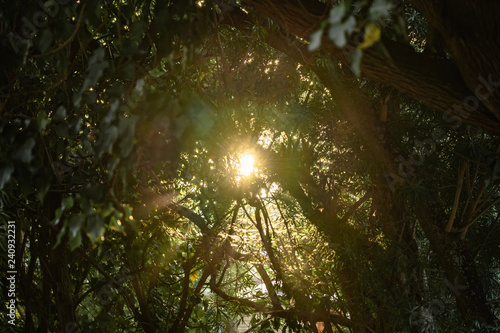 Bright light beam entering in the middle of greenish trees during winter Hawaiian on Pipeline beach, island of Oahu, Hawaii photo