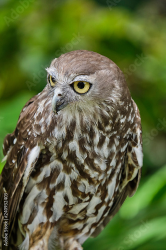 Barking Owl Close Up Face and In Flight photo