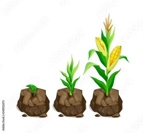 vector illustration of realistic cute corn plant grows in a piece of land 3 stages of growth