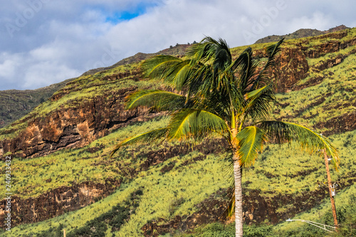 Beautiful green palm tree in contrast to a volcanic formation mountain on the west side of oahu island, on makaha beach, hawaii