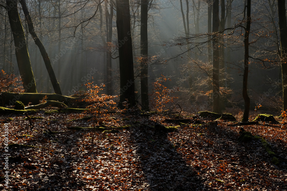 Obraz premium Buchen Wald Herbst Winter 