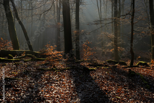 Buchen Wald Herbst Winter 