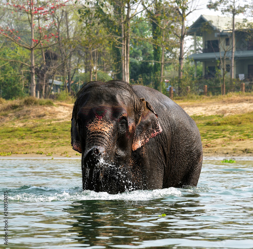 Elephant having a bath in Rapti river at Chitwan National Park in Nepal