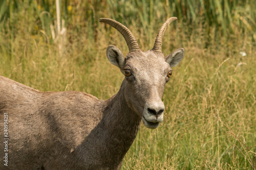 Rocky Mountain Bighorn Ewe