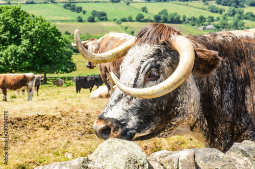 cow on farm