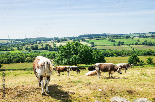 herd of cows on a mountain pasture