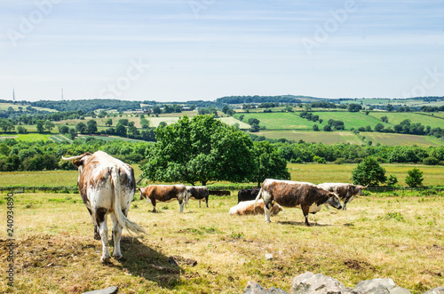 herd of cows on pasture