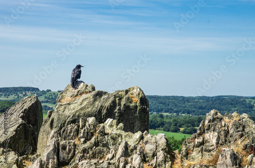 bird crow on top of mountain