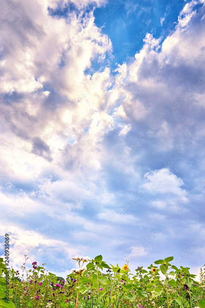 Blooming meadow with flowers and clouds in the blue sky. Blooming meadow with flowers and clouds in the blue sky.