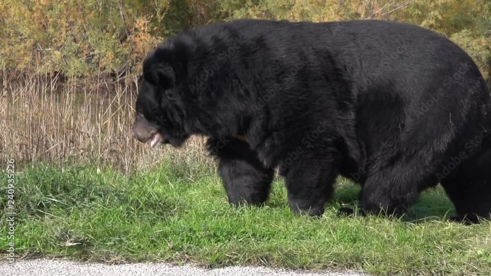 A black Asian bear ( (ursus thibetanus) walks along the river. A black Asian bear ( (ursus thibetanus) walks along the river.