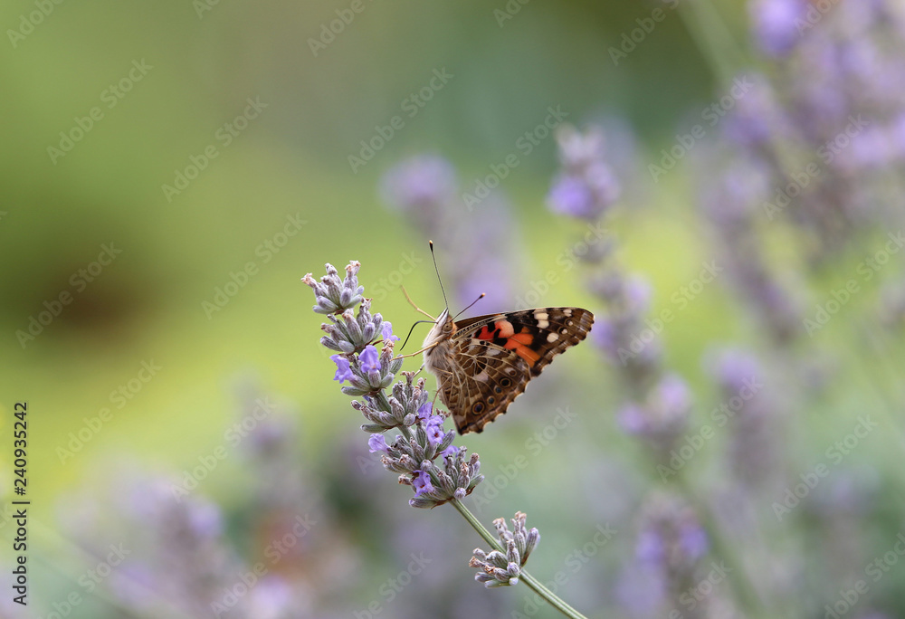beautiful butterfly on lavender, Poland beautiful butterfly on lavender, Poland
