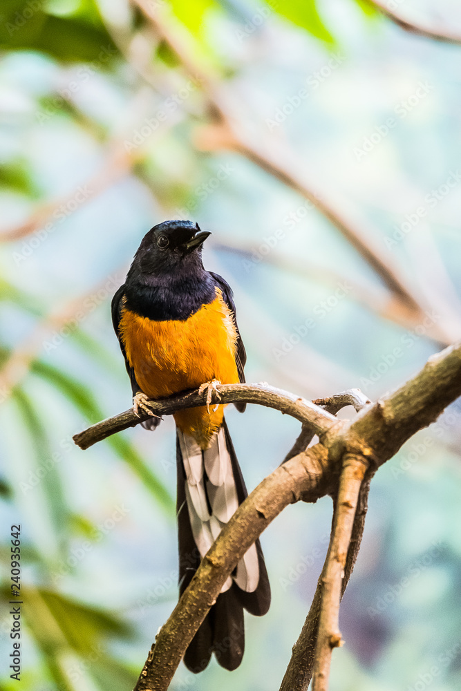 Fototapeta premium Petit passereau shama à croupion blanc