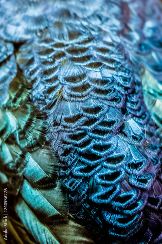 Arrière plan plumes de paon bleu vert irisé