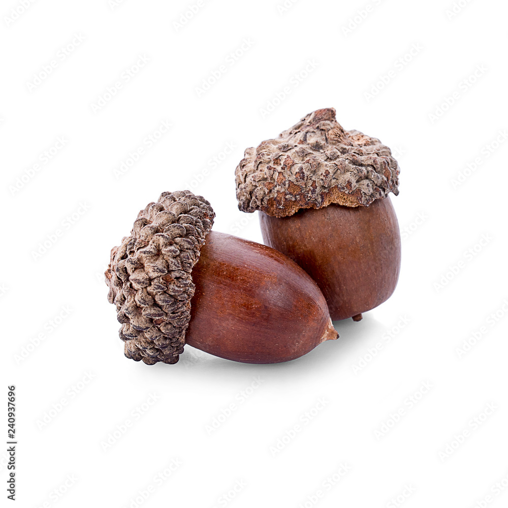 acorns isolated on white background