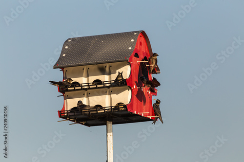 Colony of Purple Martins (Progne subis) Building and Repairing Nest in Martin House photo