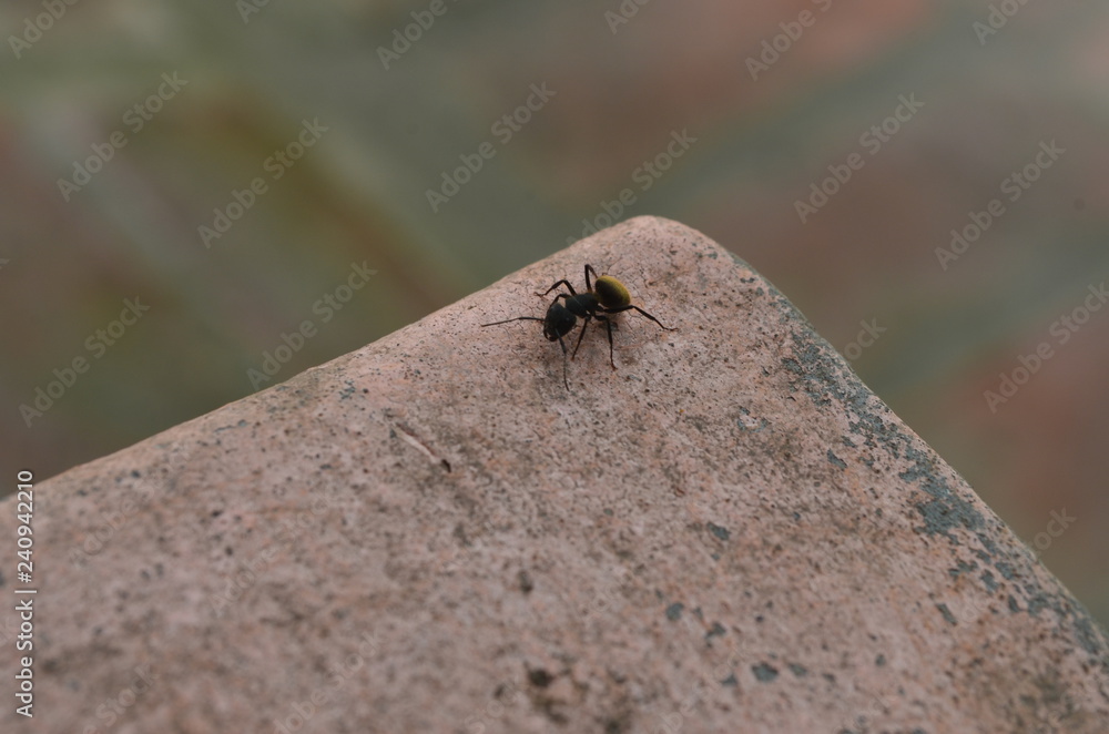 Obraz premium Hormiga