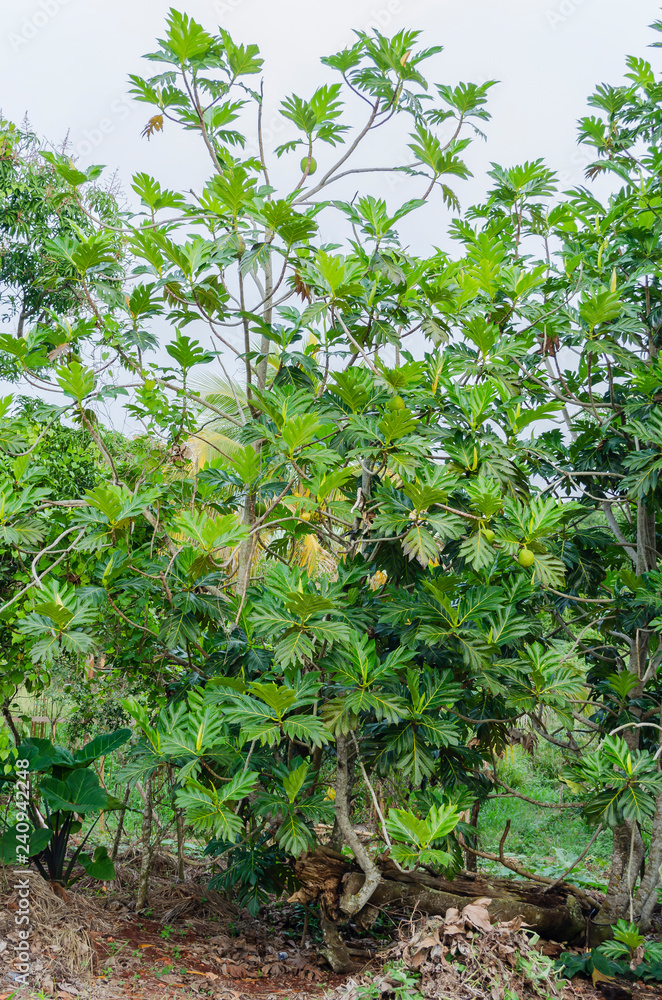 Bearing Breadfruit Tree Bearing Breadfruit Tree