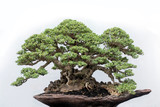 Santigi bonsai tree isolated on white