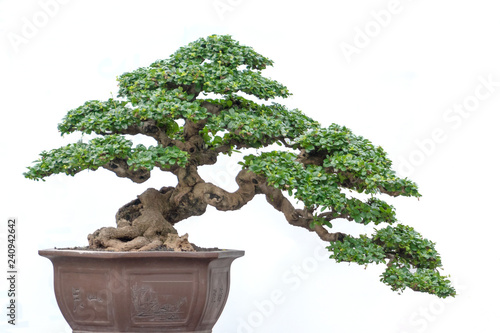 Bonsai tree of Hokiantea (Carmona Retusa) in pot isolated on white photo