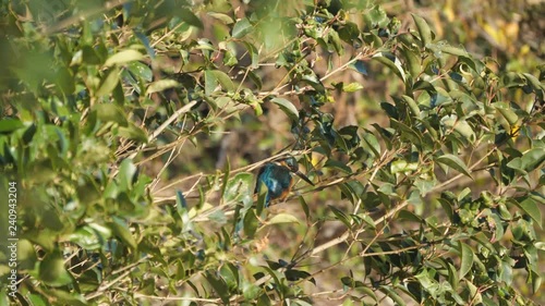 Tokyo,Japan-December 29, 2018: Alcedo atthis or kingfisher or halcyon on a branch around a pond.
