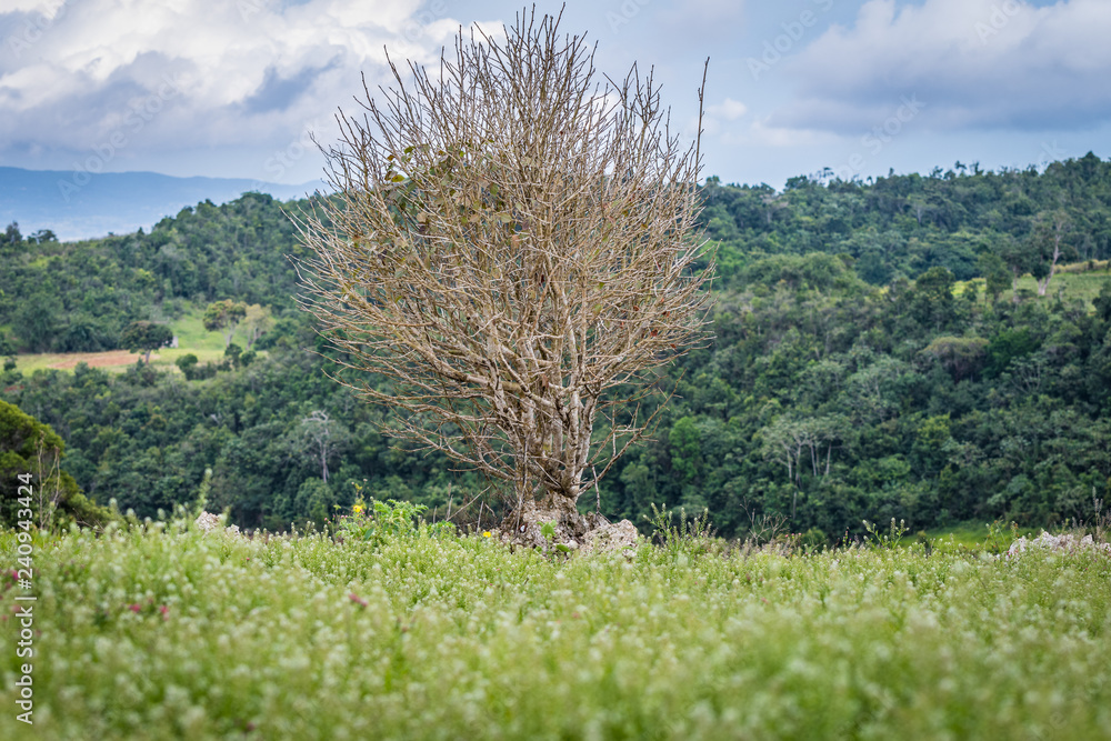 Almost leafless tree in countryside meadow surrounded by lush green plants and trees Almost leafless tree in countryside meadow surrounded by lush green plants and trees