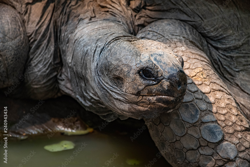 Aldabra Tortoise Portrait Aldabra Tortoise Portrait