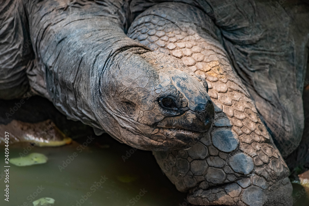 Aldabra Tortoise Wandering Aldabra Tortoise Wandering