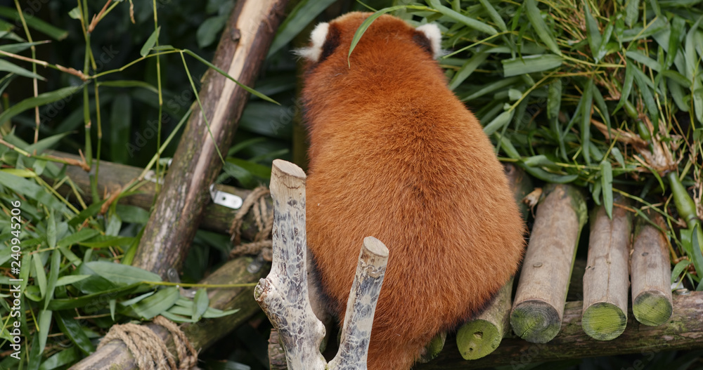 Obraz premium Red panda eat bamboo