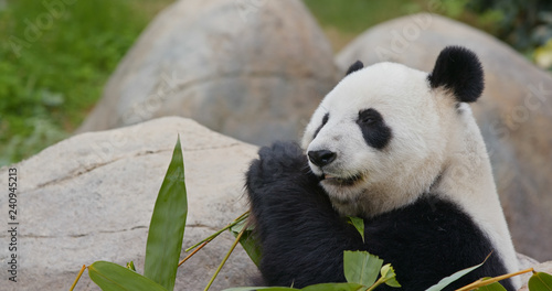 Panda eat bamboo photo