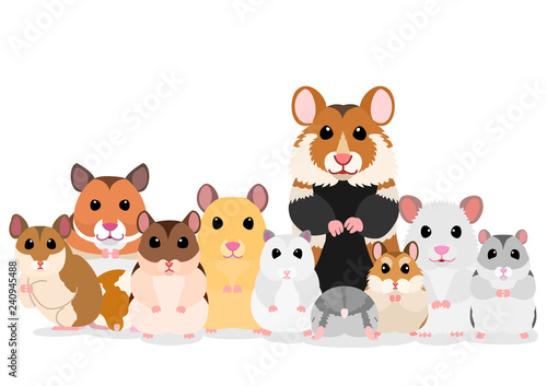 group of hamsters