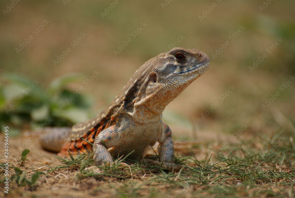 dragon dragon