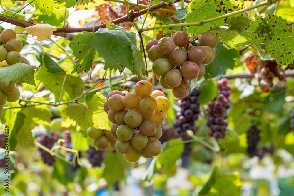 Grape tree and fruit, on the branch, Beginning ripe Grape tree and fruit, on the branch, Beginning ripe