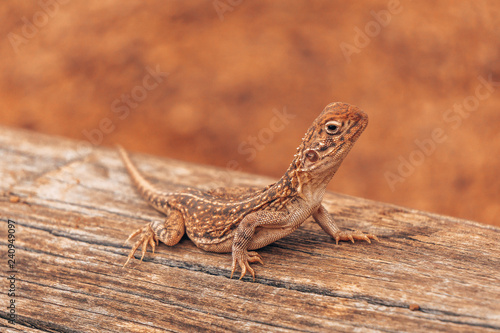 Canvas-taulu A lizard in the Australian outback dessert, living in the red sand