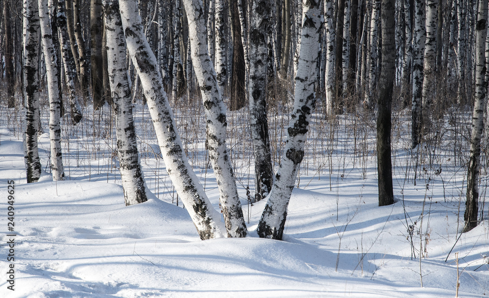 Fototapeta premium Snow covered branches